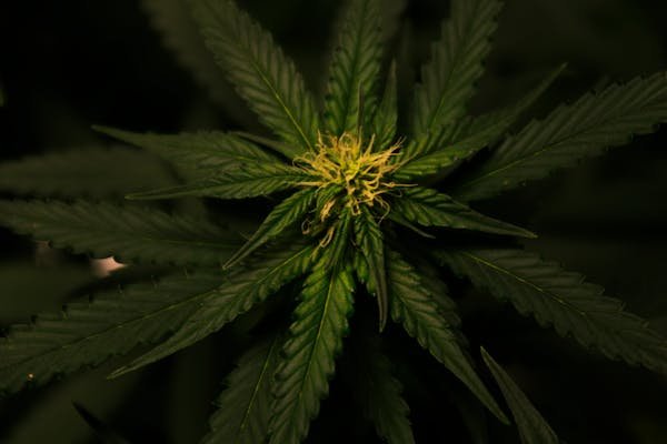Les fleurs de cannabidiol : qualité et saveurs inégalées à explorer